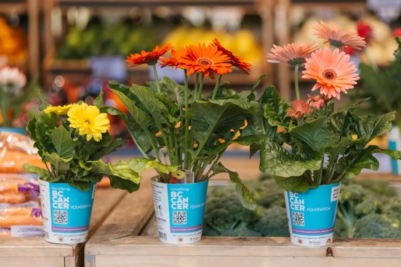 Potted Gerberas Daisies BC Cancer Campaign 2026