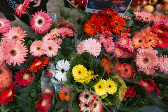Flower Campaign Gerberas